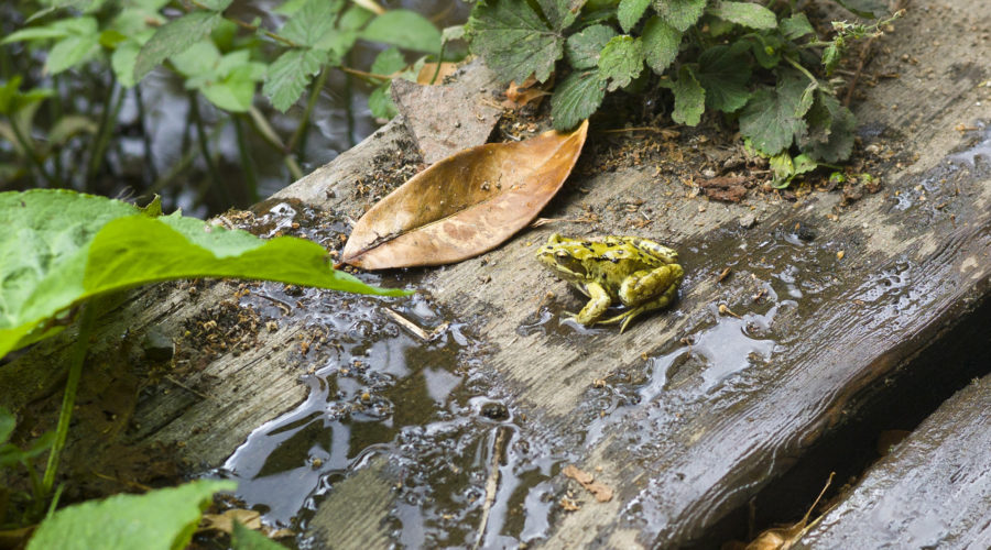 Frog sat on a plank of wood