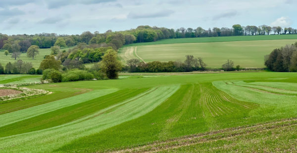fields