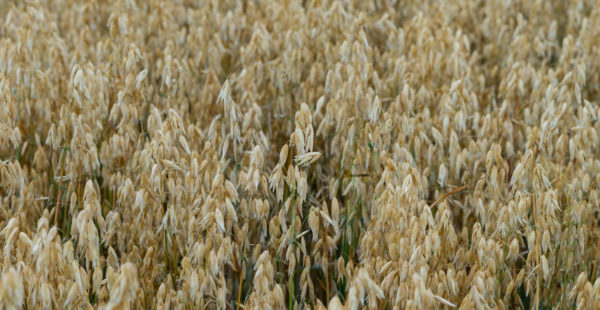harvest