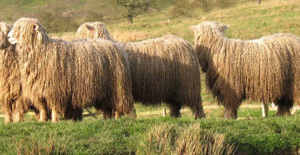 Lincoln Longwools in the Lincolnshire Countryside