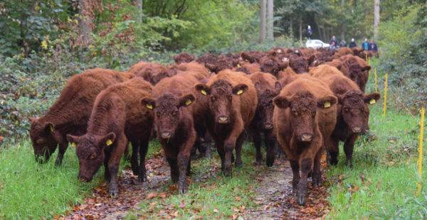 Lincoln Red cattle