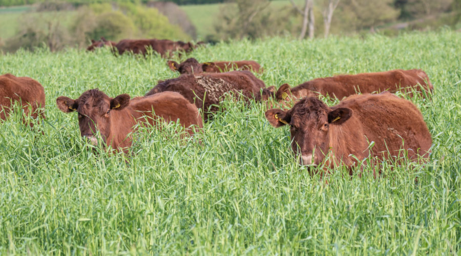 lincoln red cattle