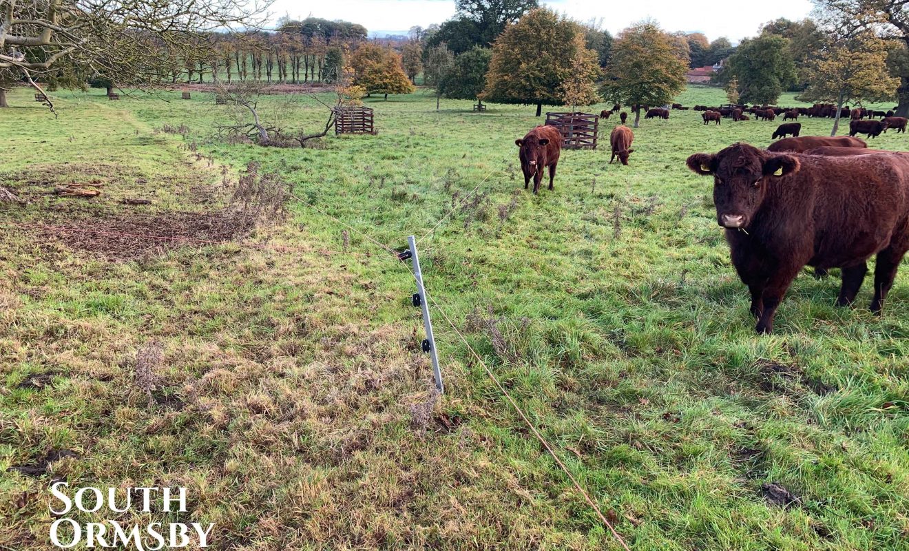 Lincoln Red Cattle grazing in a field