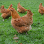 Lincolnshire Buff Chickens