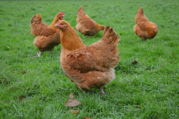 Lincolnshire Buff Chickens