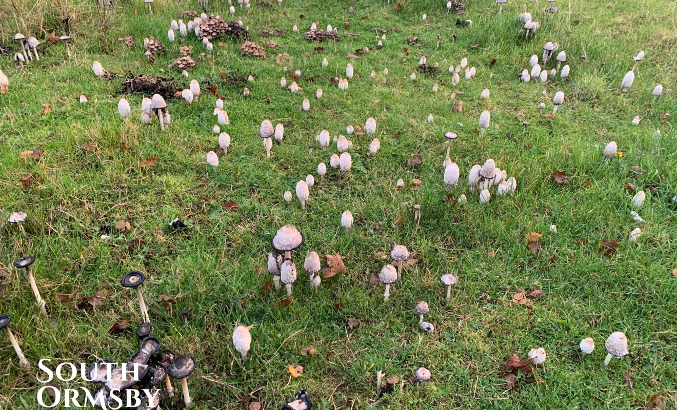 Mushrooms growing at the Estate