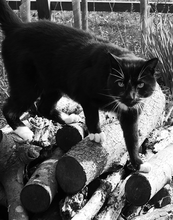 Black and white picture of Marmite the cat