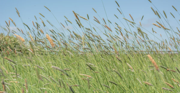 arable scene