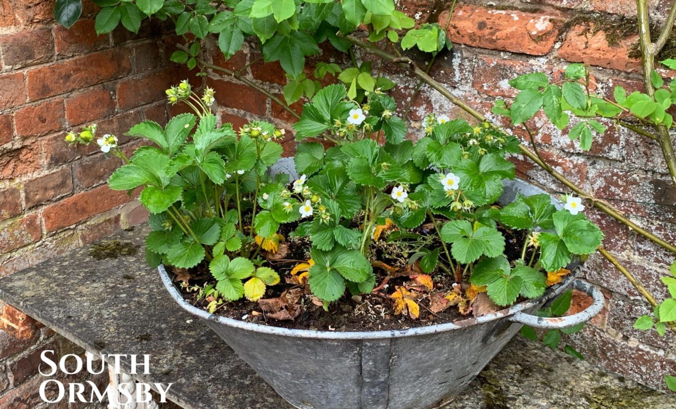 Strawberry Plants