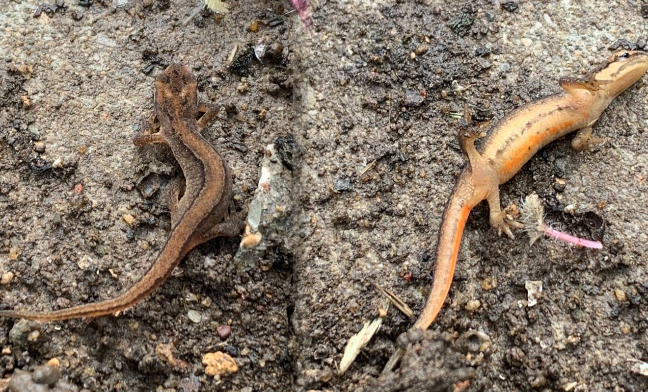 A newt that was found on South Ormsby Estate