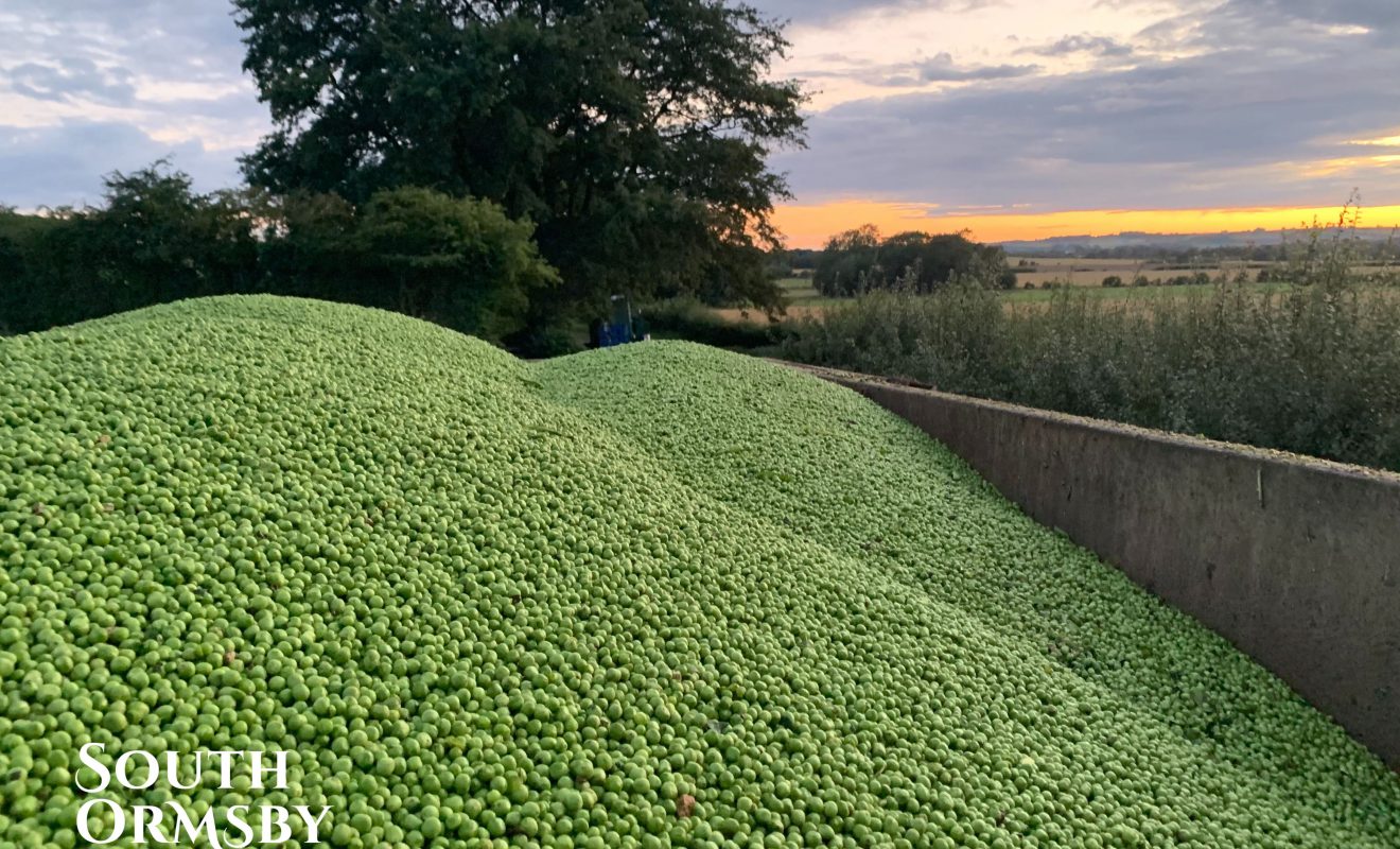 pea harvest