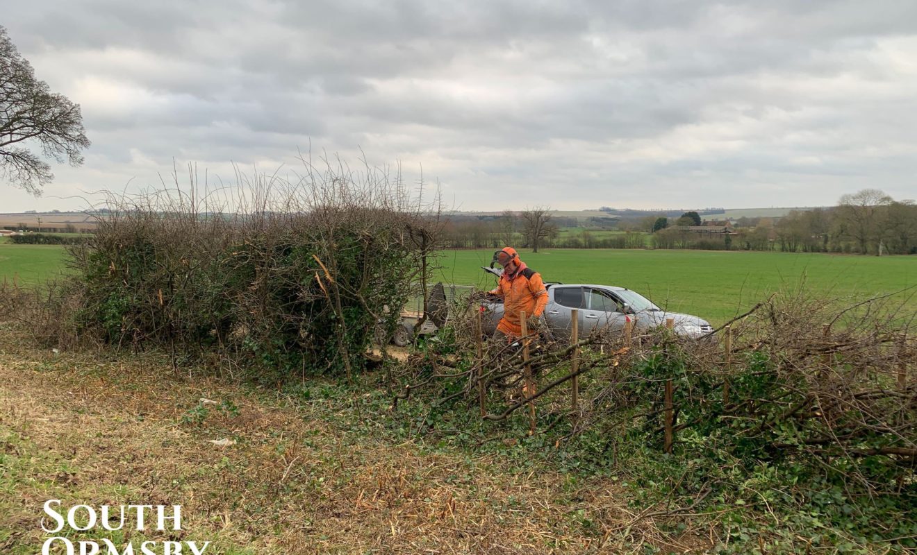 hedge weaving