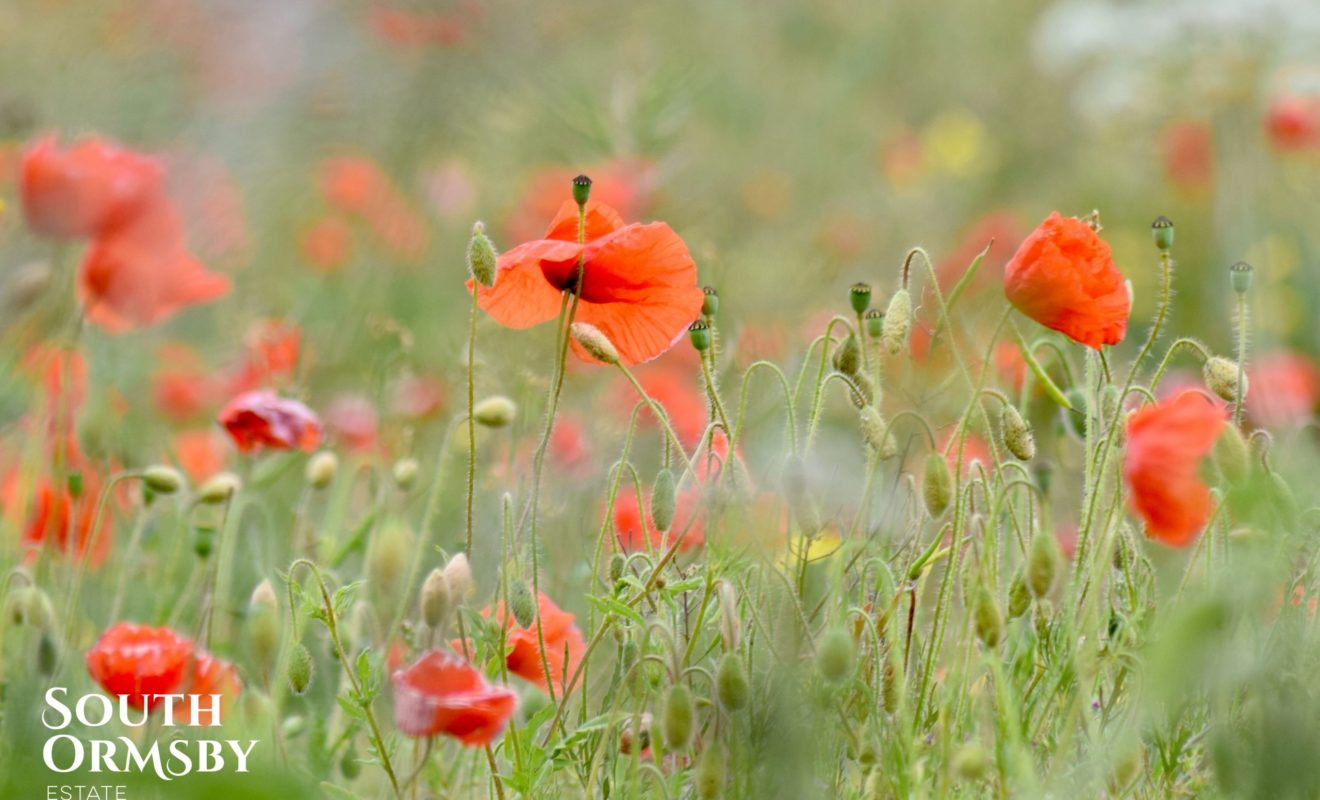 Poppies