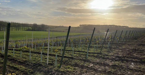 vineyard