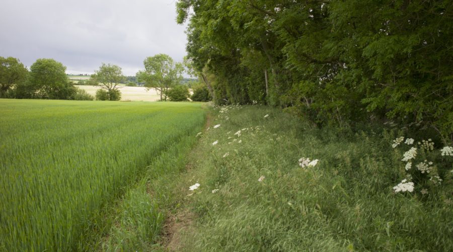 A view of the Lincolnshire Wolds