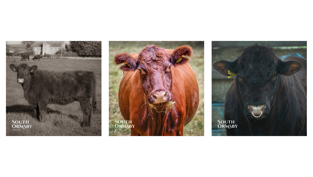Lincoln Red cattle