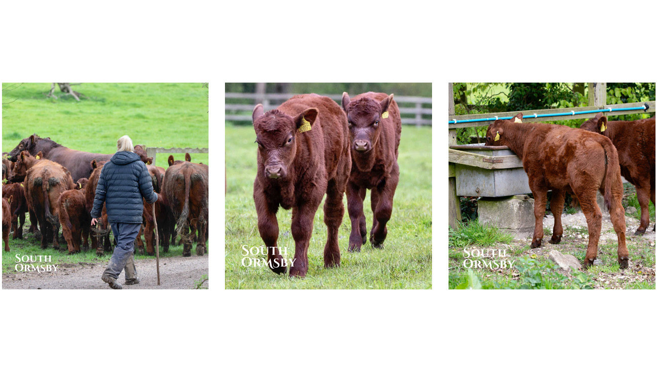 Lincoln Red cattle