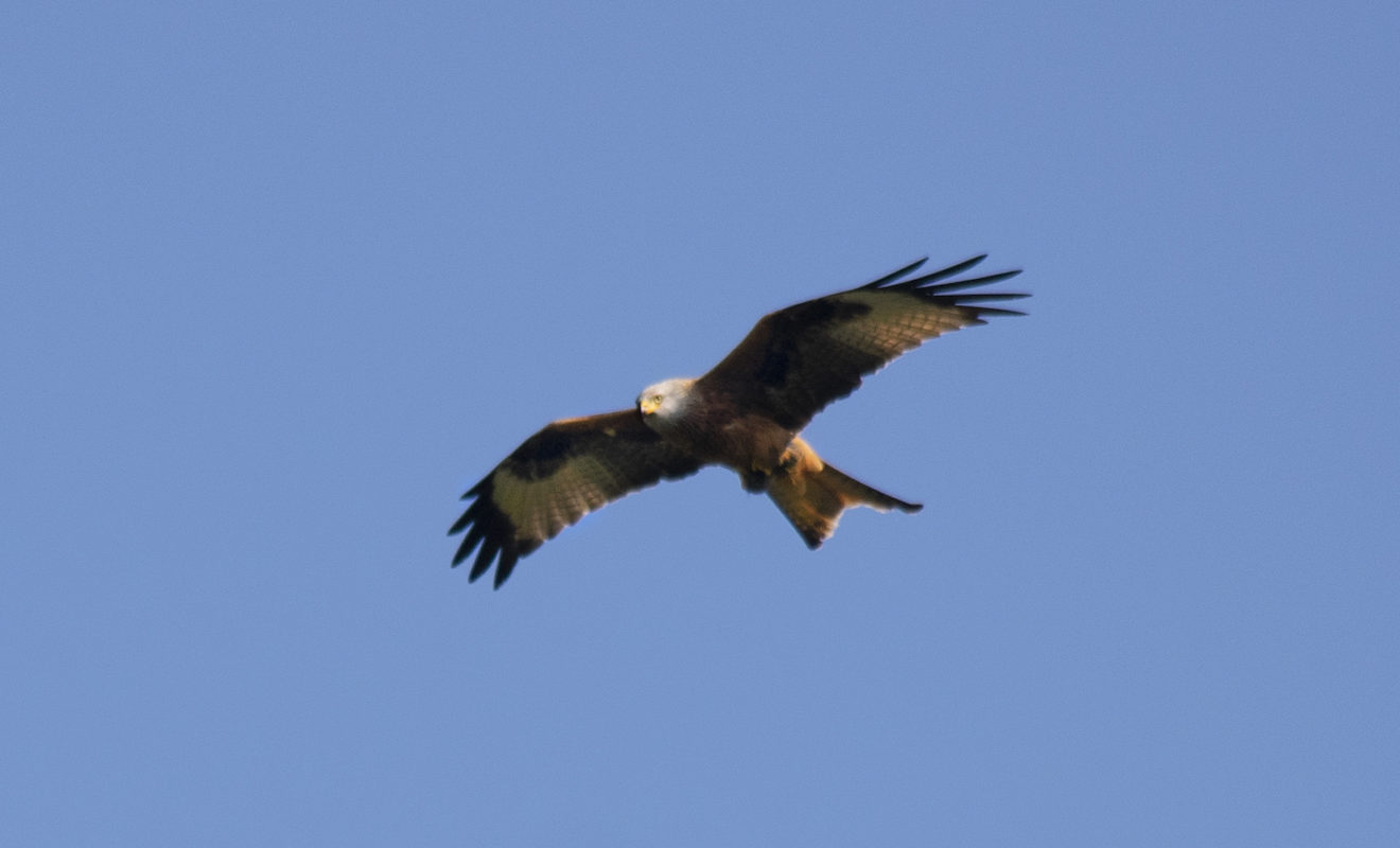 redkite