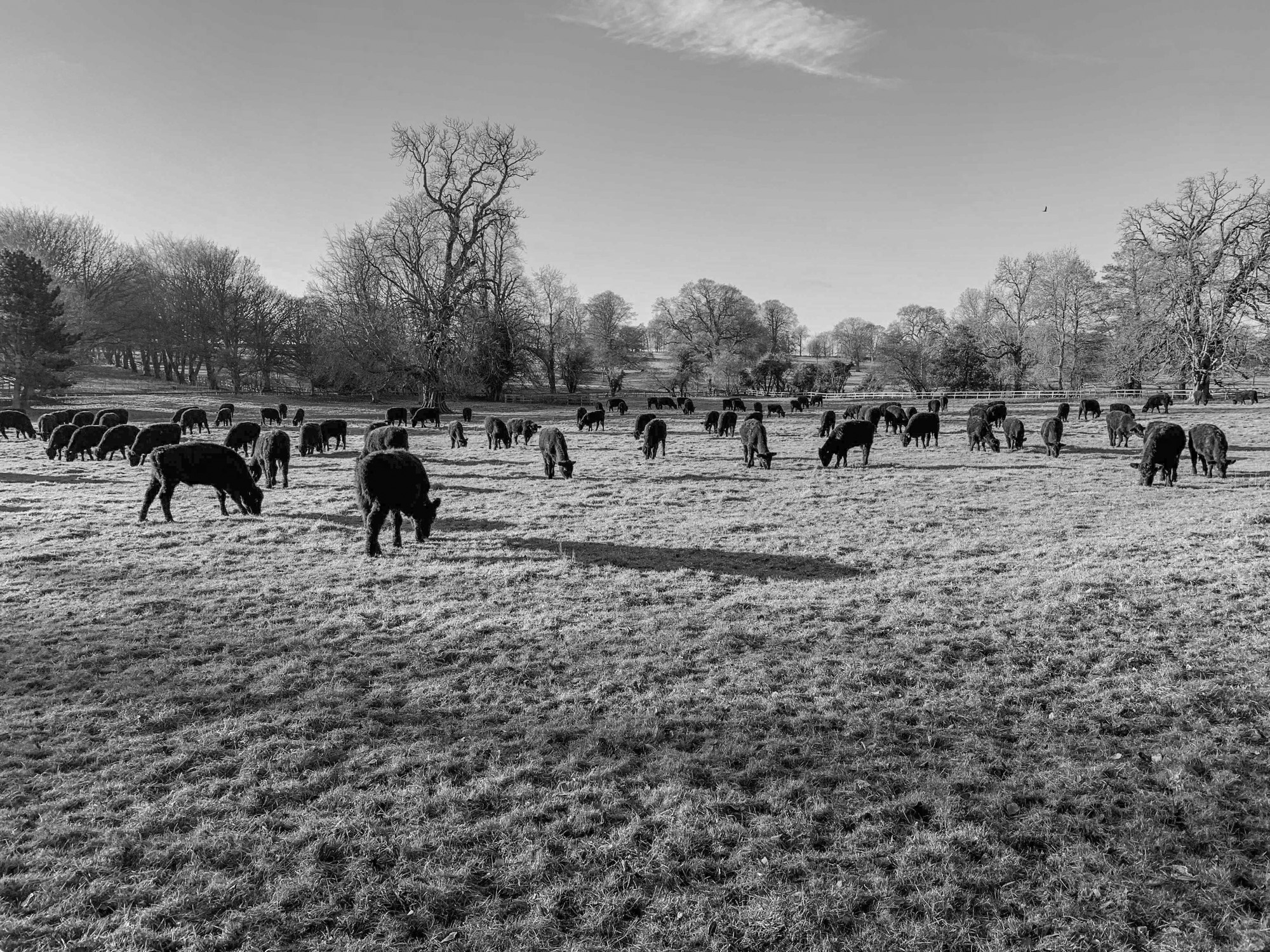 Heard Of Cows - Black & White Image