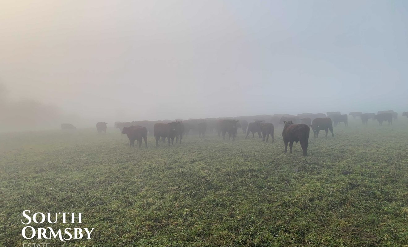 Lincoln Red cattle in December mist