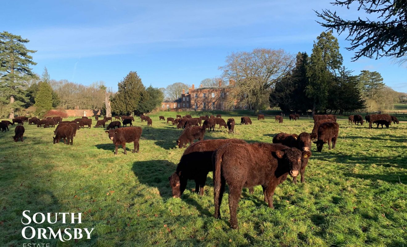 lincoln red cattle