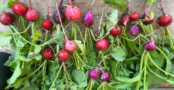 radishes