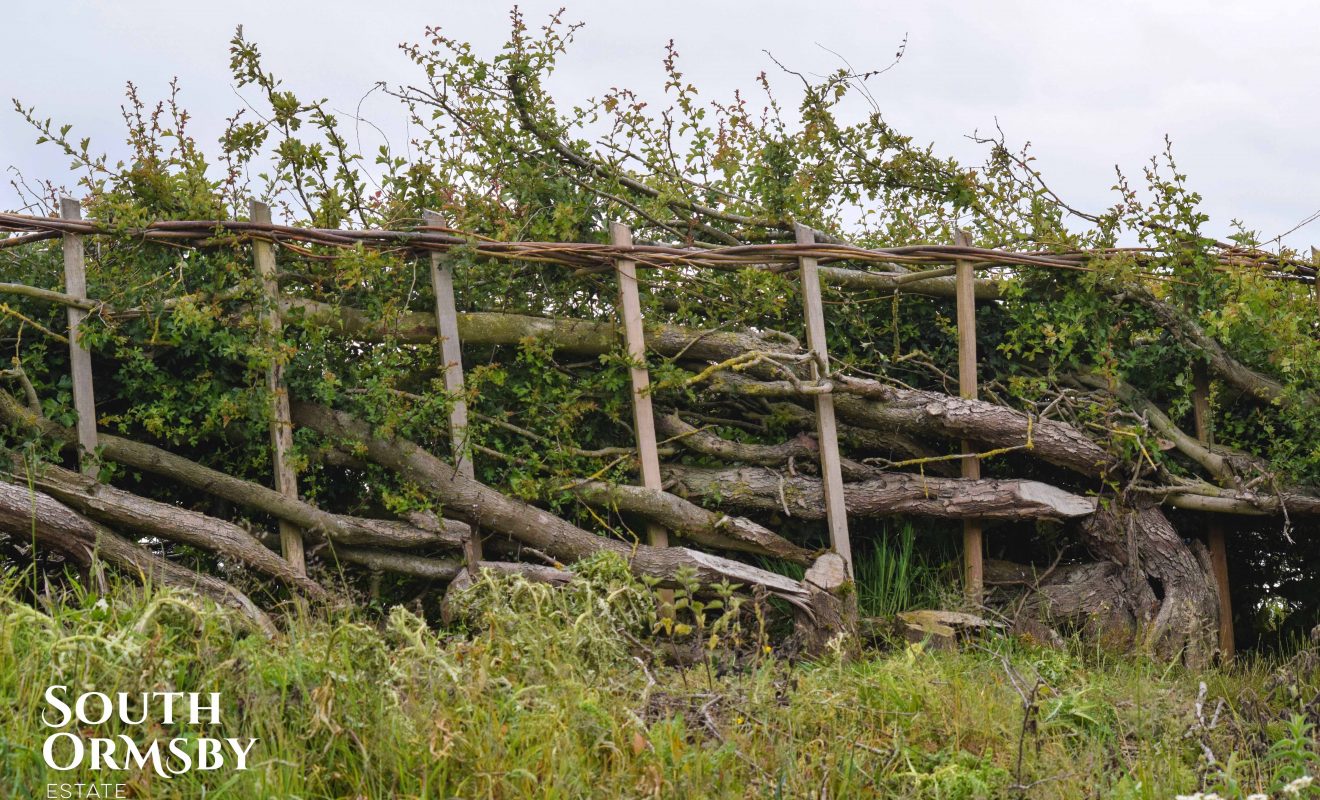 Estate hedgerows after Plashing