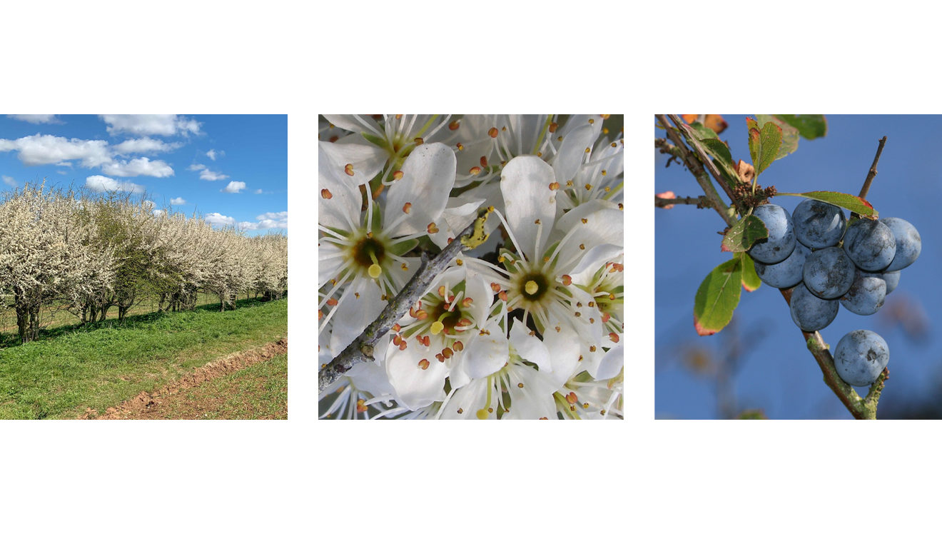 blackthorn composite