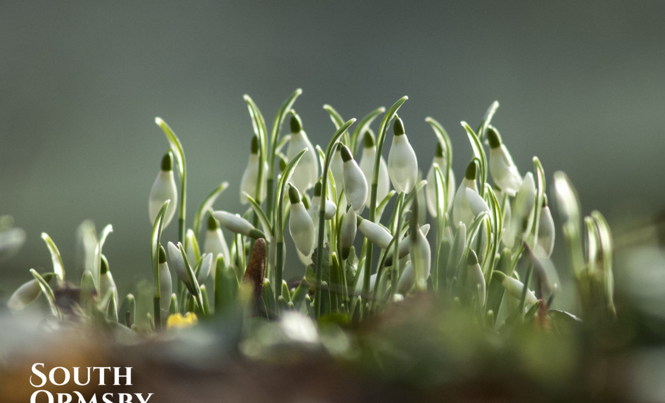 Snowdrops