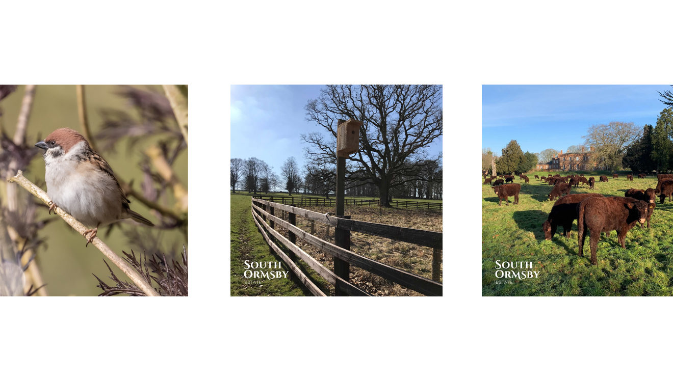 tree sparrow, bird-box and Lincoln Reds