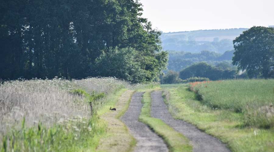 A path on one of South Ormsby Estate's pub walks