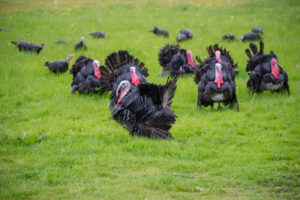 norfolk black turkeys