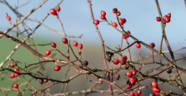 berries